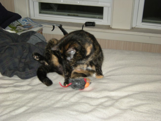 Playing with my favorite toy catnip mouse