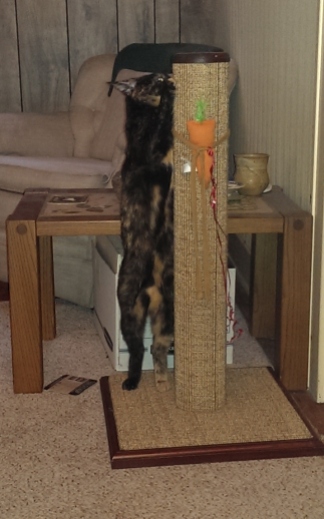 Hazel stretching herself out to scratch the top of her scratching post!