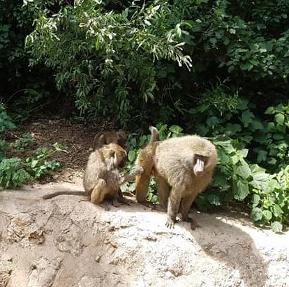 2-6 baboons along the road